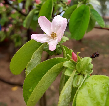 木瓜花特写