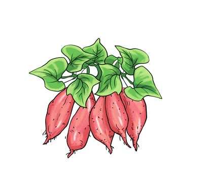 红薯地瓜插画
