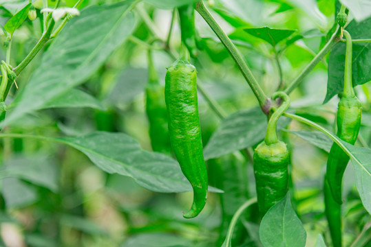 农家菜园种植中的绿色辣椒