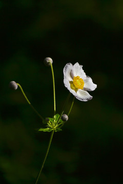 野棉花