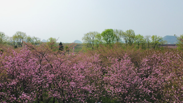 平坝樱花贵安樱花园