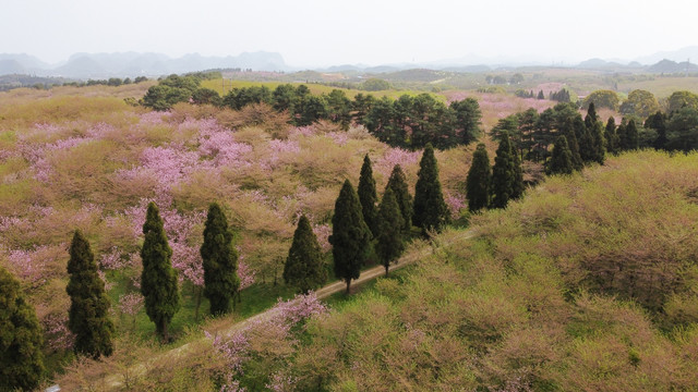 平坝樱花贵安樱花园