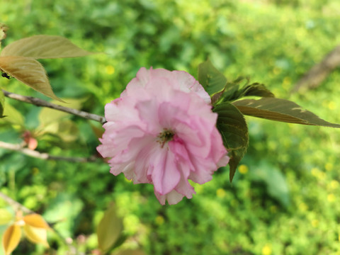 平坝樱花