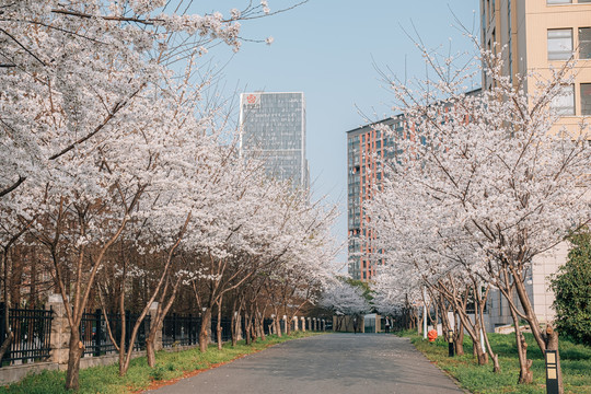 樱花盛开樱花大道