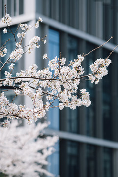 樱花盛开樱花大道