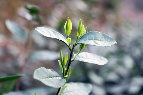 茶叶茶园茶田