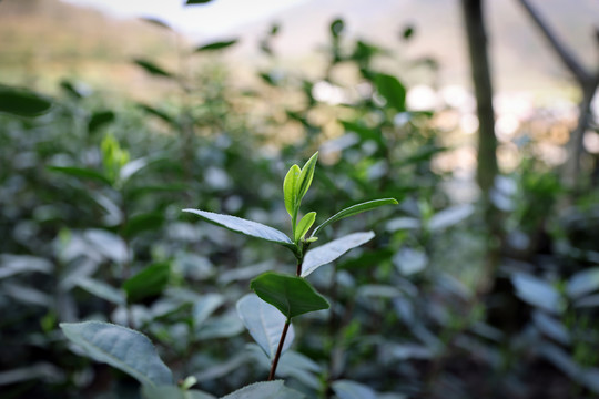 茶叶茶园茶田