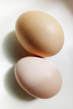 正常蛋与初生鸡蛋