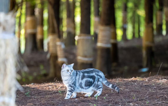 林间漫步的猫咪