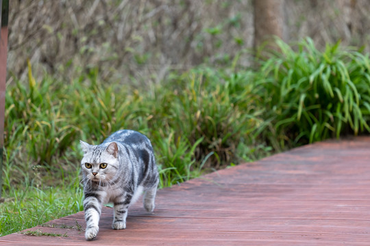 霸气美短猫咪