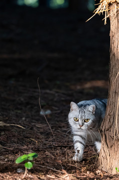 美短猫咪虎虎生威