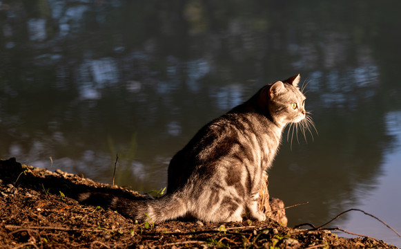 水边夕阳下的美短猫咪