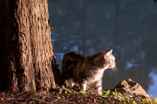 水边漫步的可爱猫咪