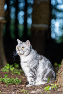 一脸正经的美短猫咪