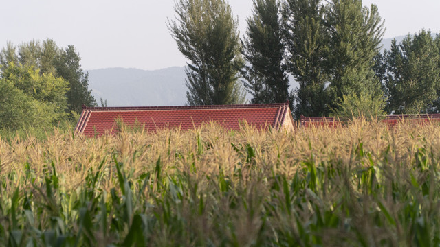 乡村农作物玉米地红房子