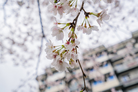 樱花花瓣