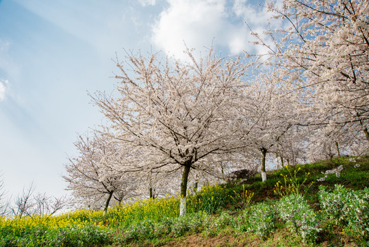 樱花