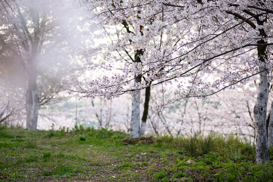 樱花