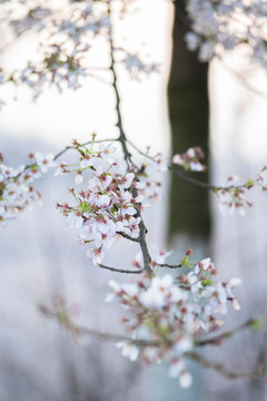 樱花