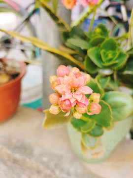 粉红色长寿花