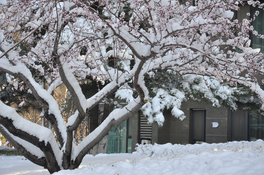 玉树琼枝花缀雪