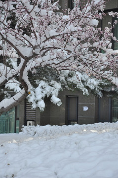 桃花春雪