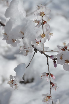 一枝桃花盈春雪