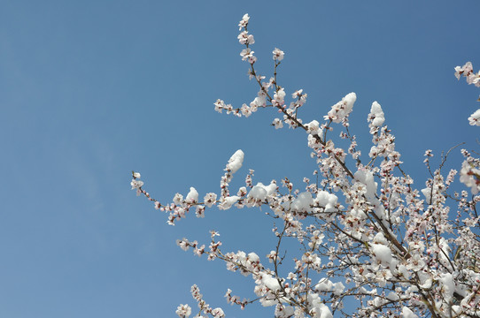 枝头桃花晴空雪