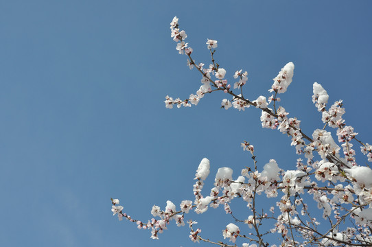 晴雪桃花春