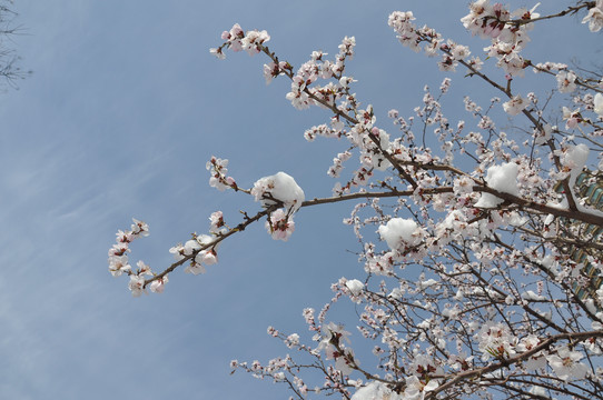 桃花雪