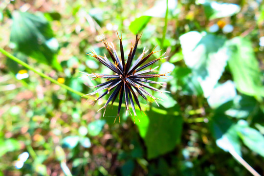 鬼针草