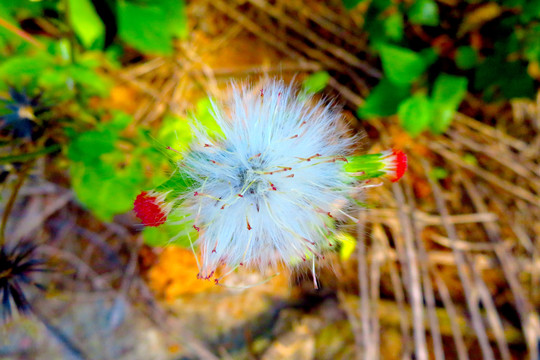 野茼蒿