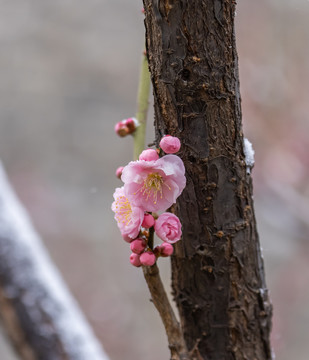 梅花