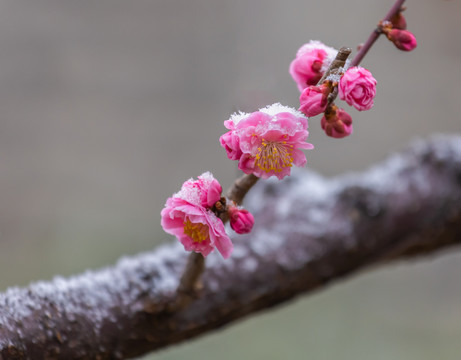 梅花