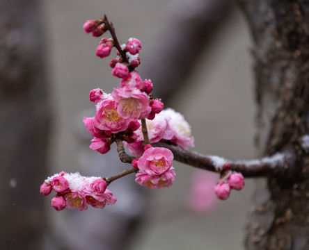 梅花