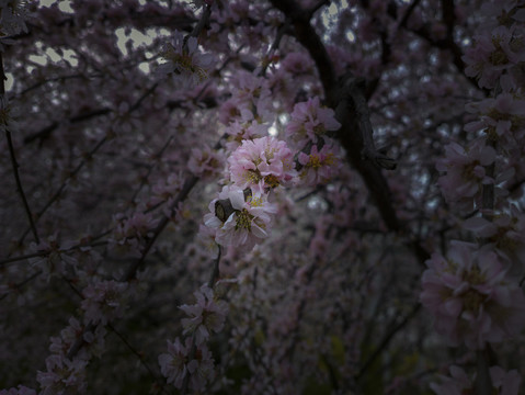 梅花