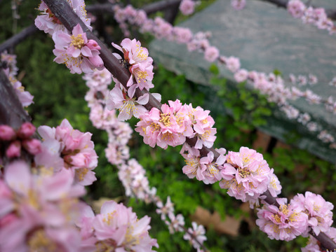梅花