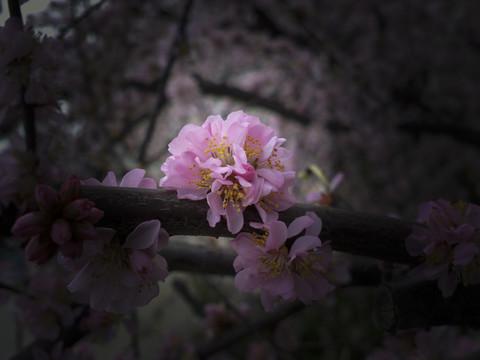 梅花