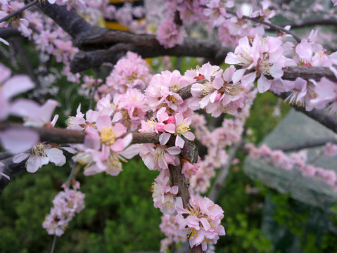 梅花