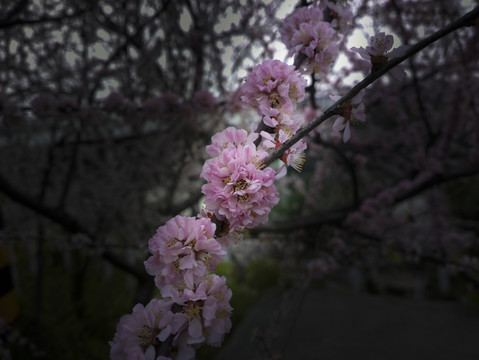 梅花