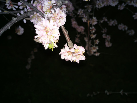梅花
