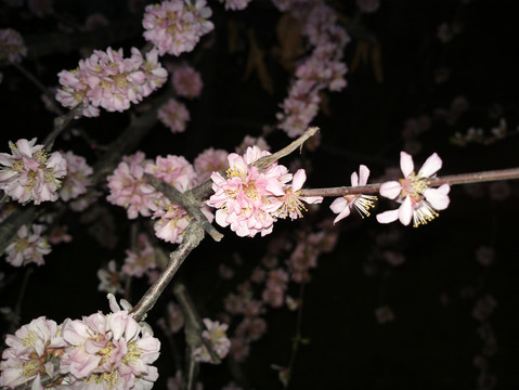 梅花