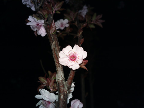 梅花