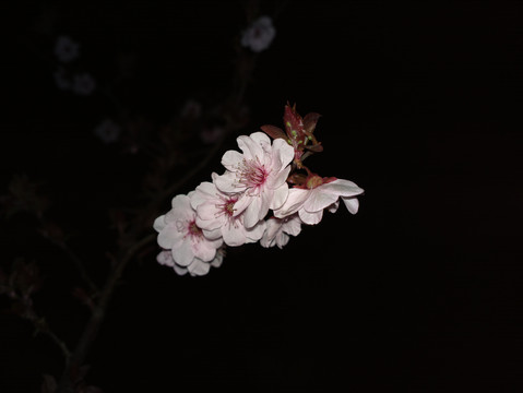 梅花