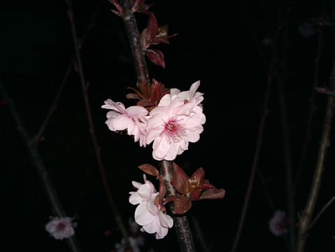 梅花