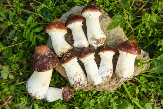 巴西蘑菇