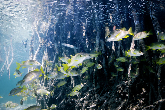 海洋生物背景