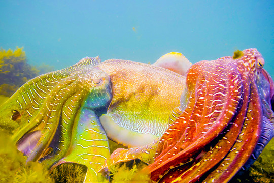 海洋生物