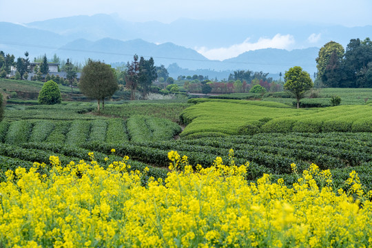 蒙顶山茶场