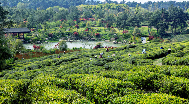 高淳游子山三条垄茶园风景区